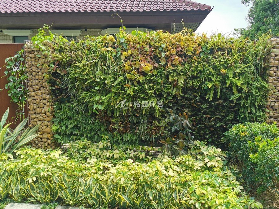 别墅围墙笔直绿化